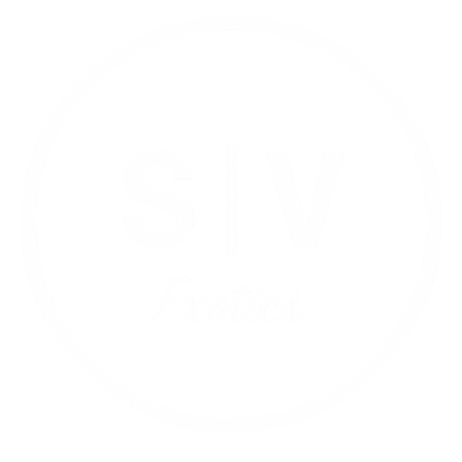Silicon Valley Exotics